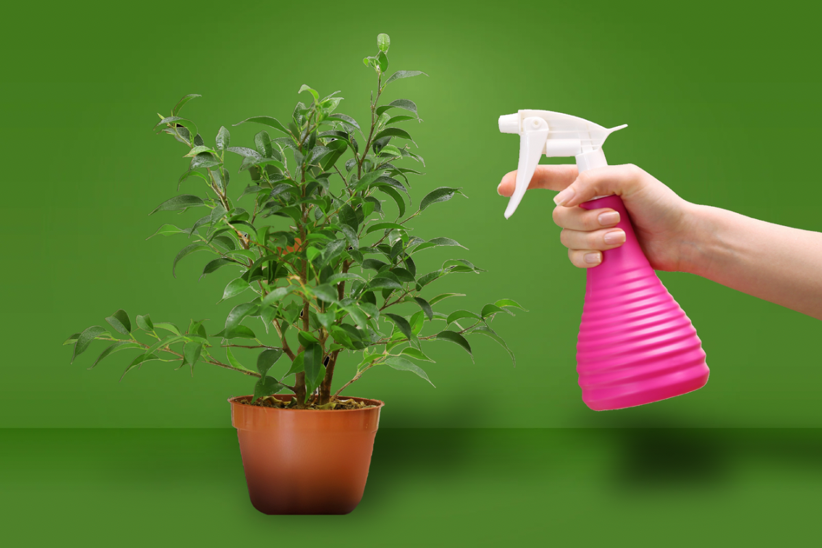 Learn how to grow healthier, happier plants with our step-by-step guide on light, water, nutrients, and more. Grow with purpose — the WholeLeaf way.”