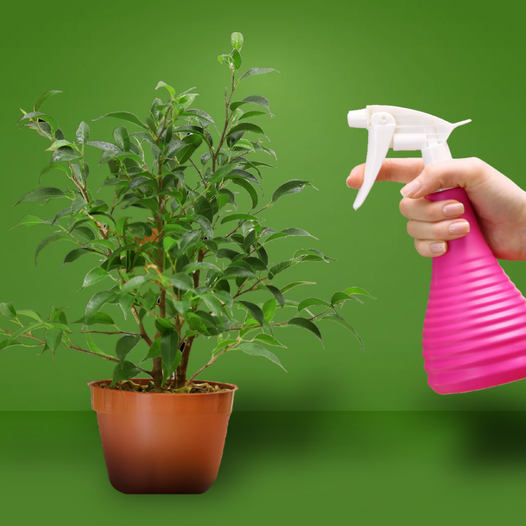 Learn how to grow healthier, happier plants with our step-by-step guide on light, water, nutrients, and more. Grow with purpose — the WholeLeaf way.”