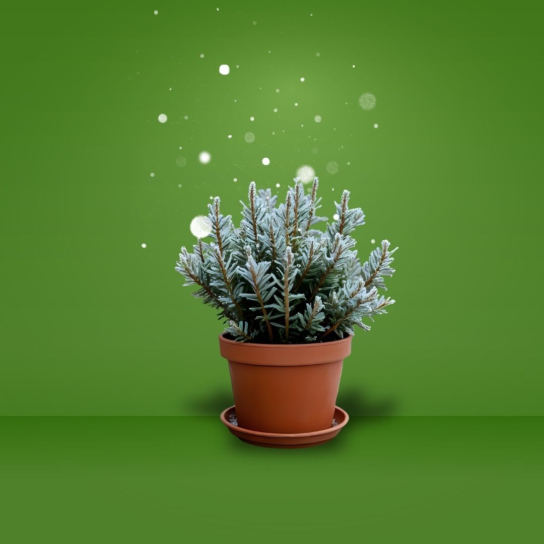 Winter-Garden-Preparation-How-to-Protect-Your-Plants-and-Soil-for-the-Cold-Month Whole Leaf Grow & Garden Supplies