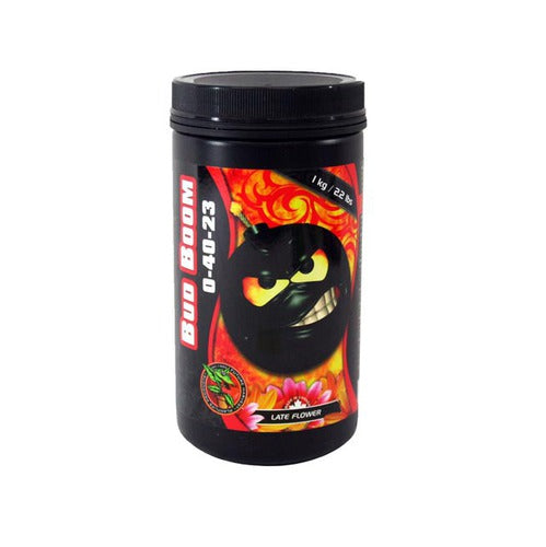 Holland Secret Bud Boom Eddi's